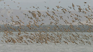 “The Greens” Received 43 Million Levs to Count Vultures, Falcons, Eagles, Pelicans, and Red-Breasted Geese
